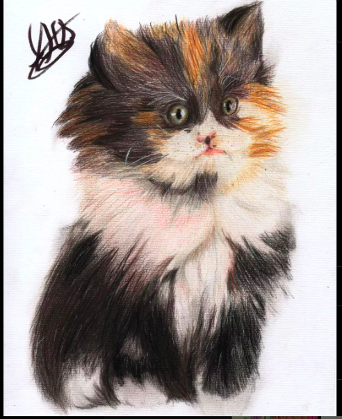Gato